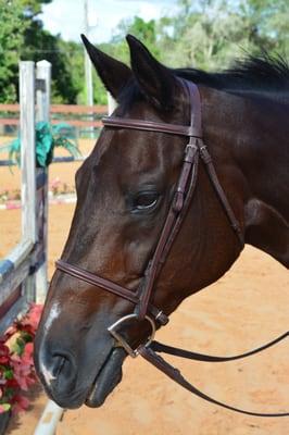 "Perfect", one of the lesson horses