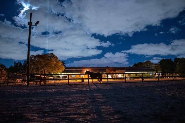 Horse posing in the exterior