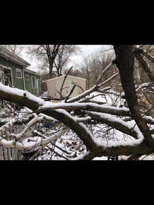 Tree work even in the wintertime