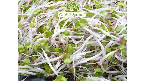 Organic Radish Sprouts 2.0 Oz