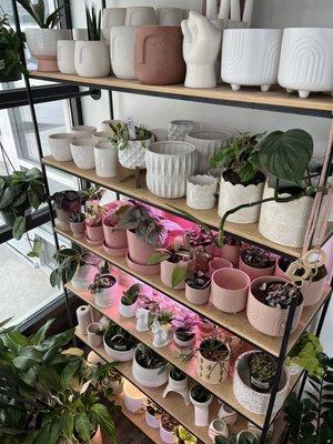 Pot display!