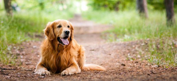 Manners Matter Dog Training and Daycare