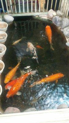 More koi  fish