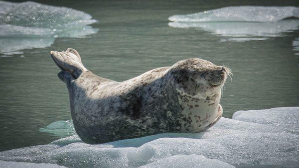 seal wildlife glacier Alaska small boat cruise