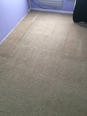 Fresh cleaned carpet