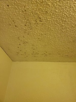 Mold on the ceiling!