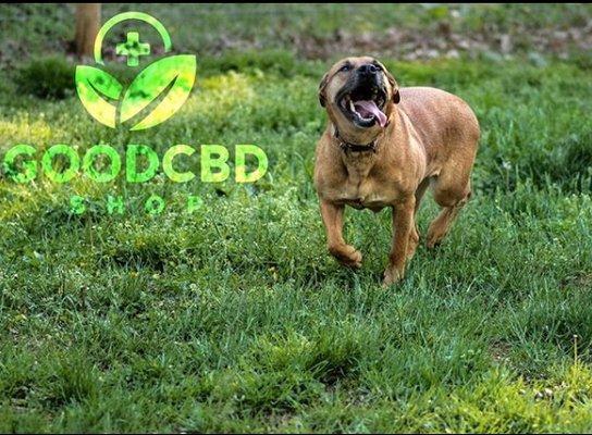 Good CBD Shop - Woodstock