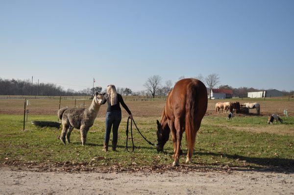 friendly animals and another view of the large pastures