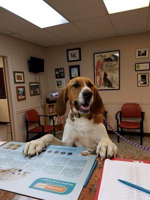 Robert J Weiner, VMD - County Animal Hospital