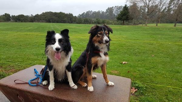 A couple of adorable Monterey Bay Dog Training Club students