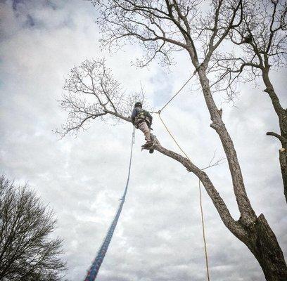 Bright Homes Tree Services