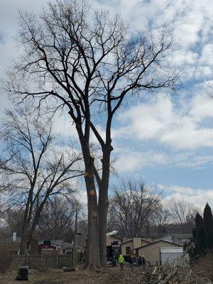 Big cottonwood tree