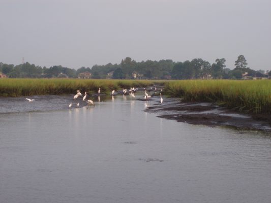 Beautiful scenery is abundant on Jacksonville's inter-coastal marshes