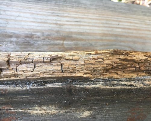 termite damage