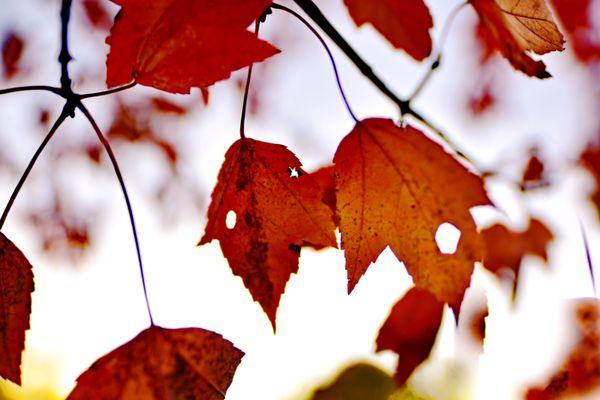 Japanese Maple, Autumn