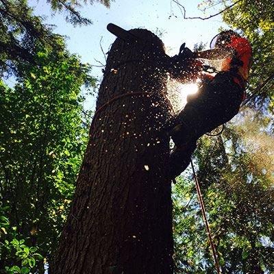 Professional Tree Trimming and Removals