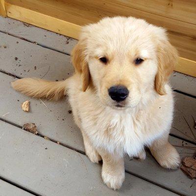 Dogs are welcomed at Le Kindness Couch. Bring them along.   This wee golden retriever named Wally will train to become a therapy dog.