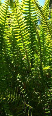 Ferns in the back garden