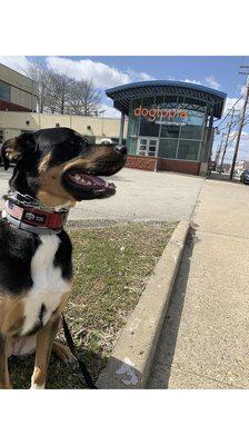 Vera is exploring Dogtopia's brand new location before the big Grand Opening!