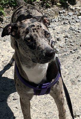 Blue ready for her walk through Elkins, WV.