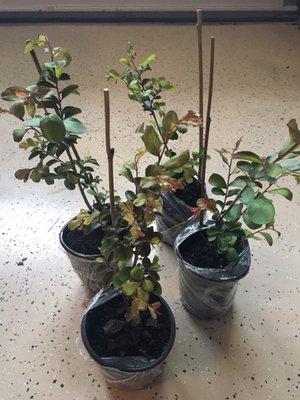 My  beautiful $6 trees!!