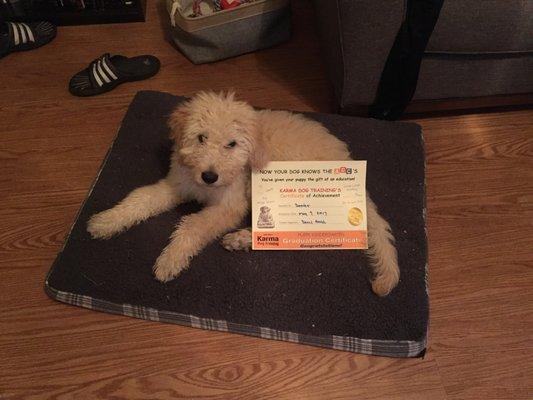 Dexter with his Puppy Kindergarten diploma :)