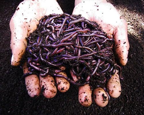 Orange County Worm Farm