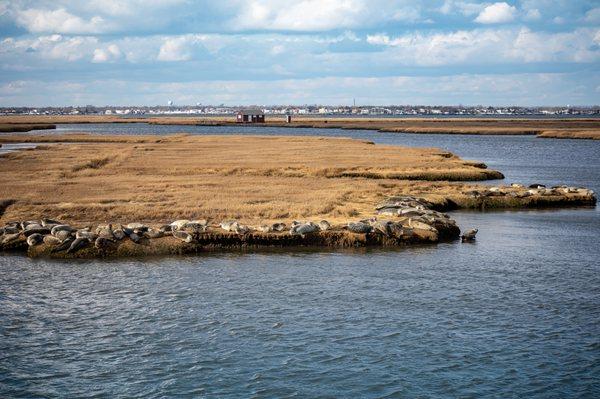 Long Island Harbor Seals sunning on the marshes.