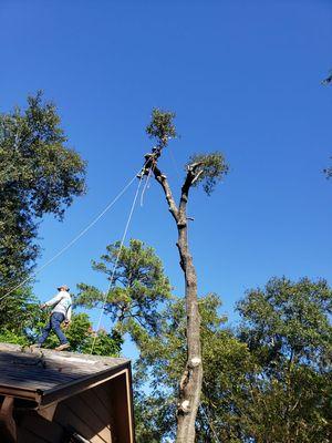 Tree Removal