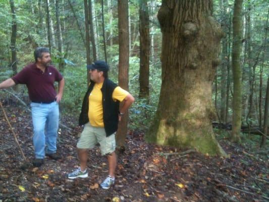 White oak tree that was here when Pilgrims landed