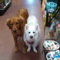 Cedar & Jaxx, store dogs