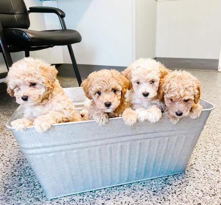 Who doesn't love a bucket full of puppies.