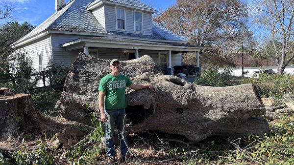 Large tree removal near a customers home