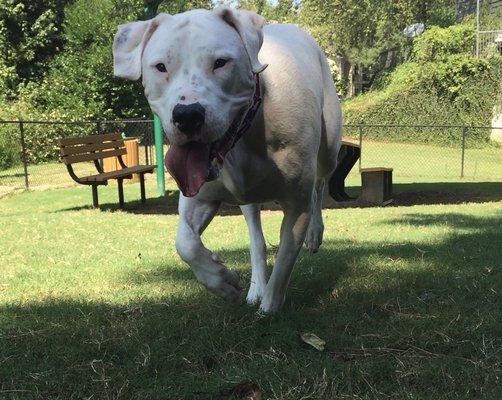 Meet Nova, our beautiful, playful, silly, gentle giant Argentina Mastiff. What a Sweet gal!