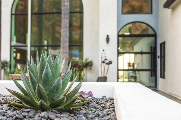 Black Mexican pebble rock w/ an extremely popular plant, Blue Glow Agave.  We love drought tolerant/cacti planting!