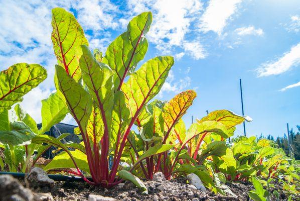 Urban Vegetable Project