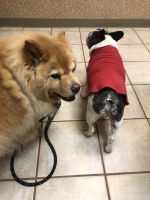 Doggos waiting for their personal physician, Dr. Liska. Though it's no trip to the park, they always leave healthier