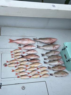 Grouper ,red snapper, and mangrove snapper hell of a day thanks to top knotch fishing charters