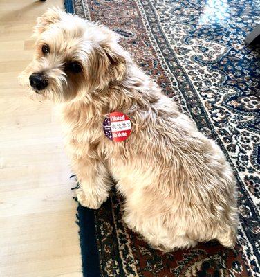 Koko says her mommy voted!