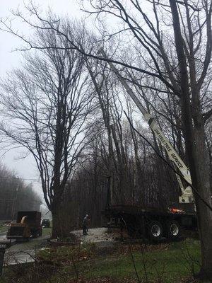 Jim Hall Tree Service