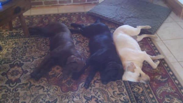 We raise all three colors of Labrador Retrievers