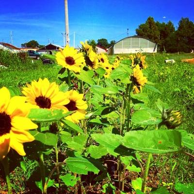 Sunflowers