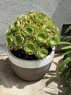 Fancy schmancy succulent plant