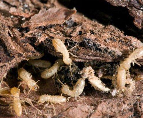 Subterranean Termites