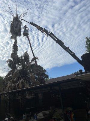 Removal of dead 45foot Washingtonia over the back of my house. No easy task but expertly done