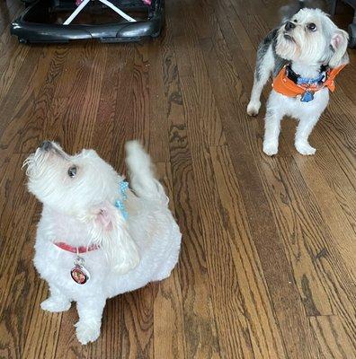 Luna and Buddy with the fresh cuts! :)