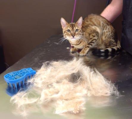 Reduce shedding with a wet bath and deshedding treatment.