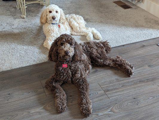 Two Moyen Poodles including one fake Labradoodle