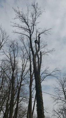 Corte de arbol