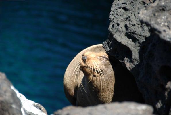 Happy fur seal,Galapagos Islands